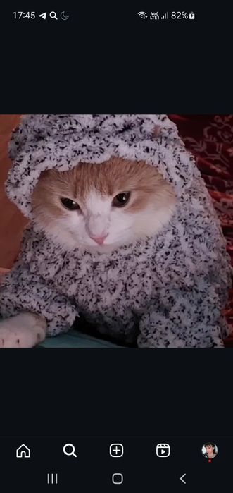 Одежда для кошек handmade