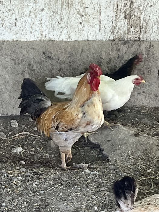 Продаётся домашние деревенские куры