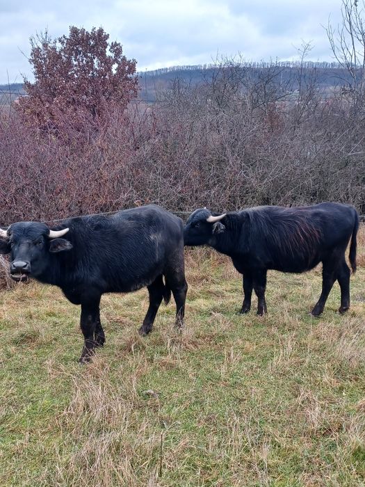 Vițel bivol de vânzare!