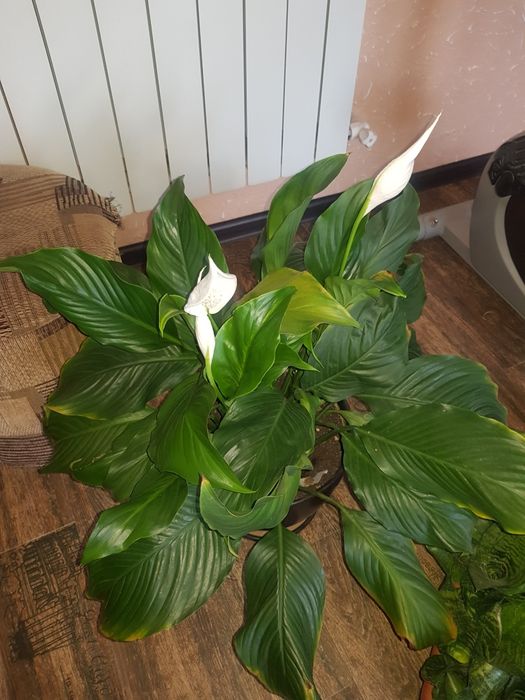 Комнатные. Растения