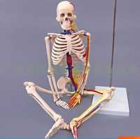 Скелет человека 85 см рост анатомический скилет