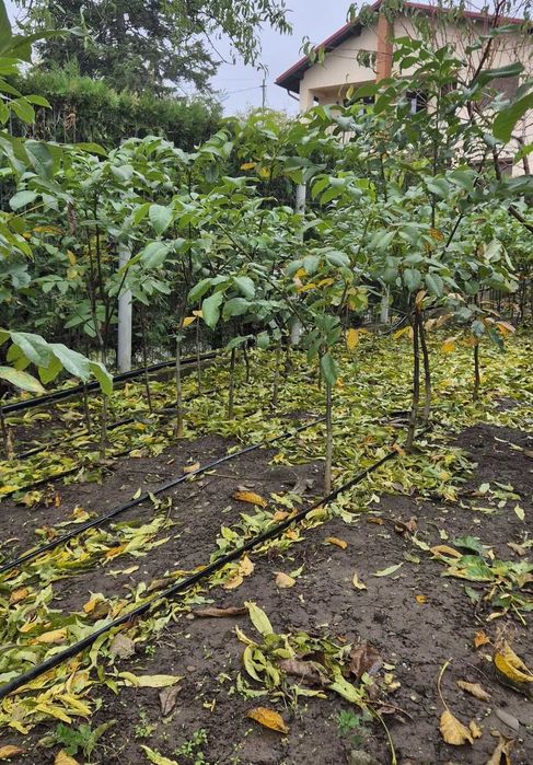 Vând puieti de nuc soiuri superioare. Pret avantajos