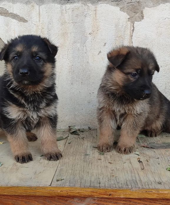 Щенки немецкой овчарки