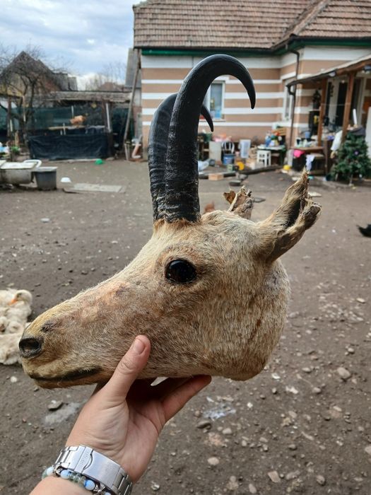 Vand trofeu stare buna