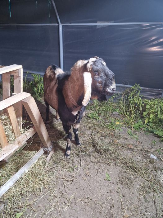 Tap Anglonubian de vanzare