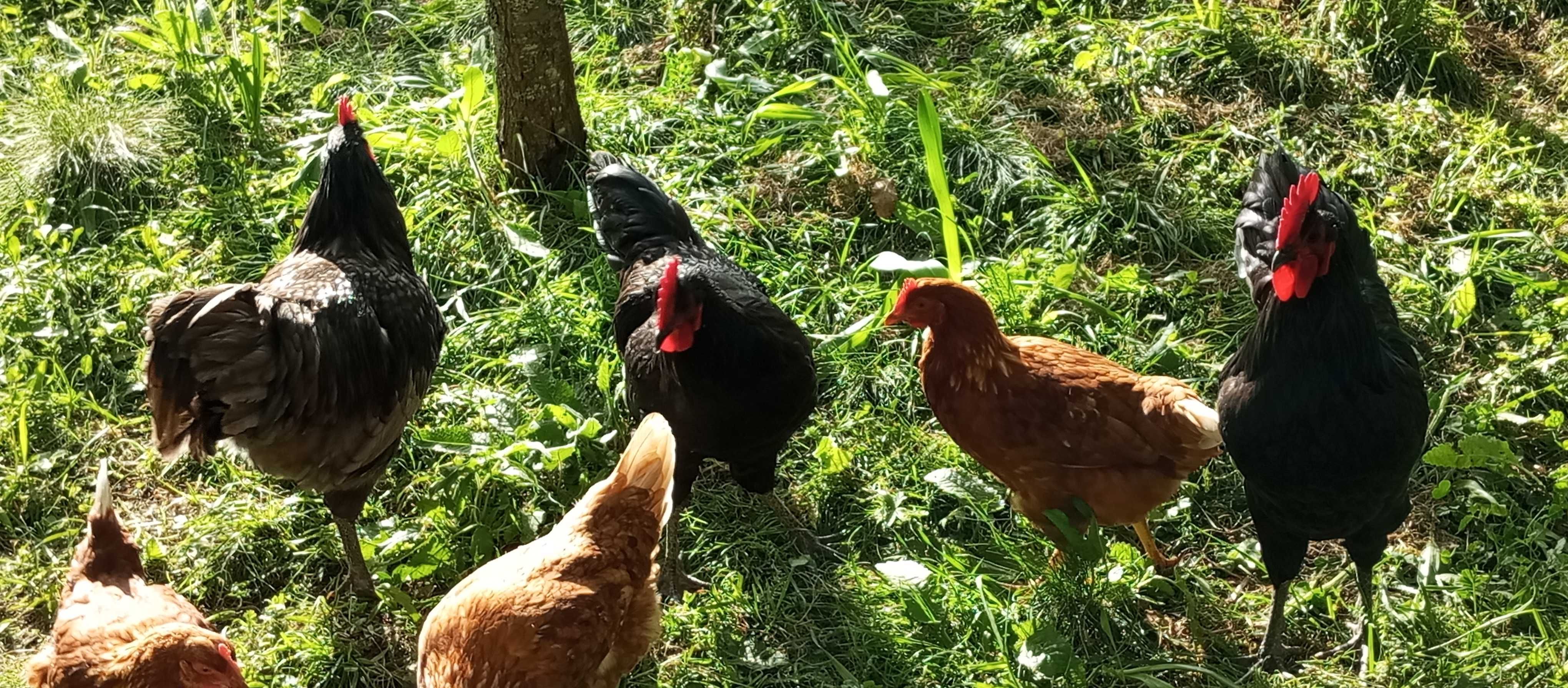 Cocoș Australorp negru 7 luni