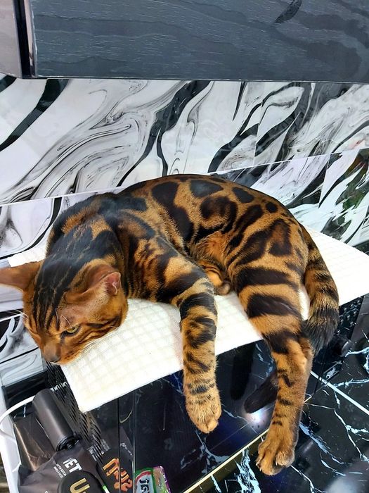 Бенгальские ШИКАРНЫЕ котята.