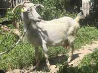 Срочно продаются альпийский, зааненский молочные козы.