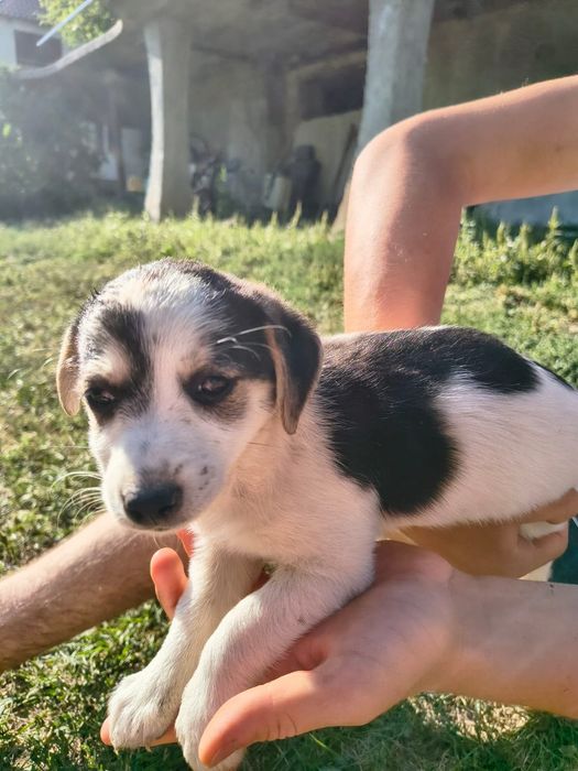 Cățeluși pufoși și frumoși care caută stăpâni