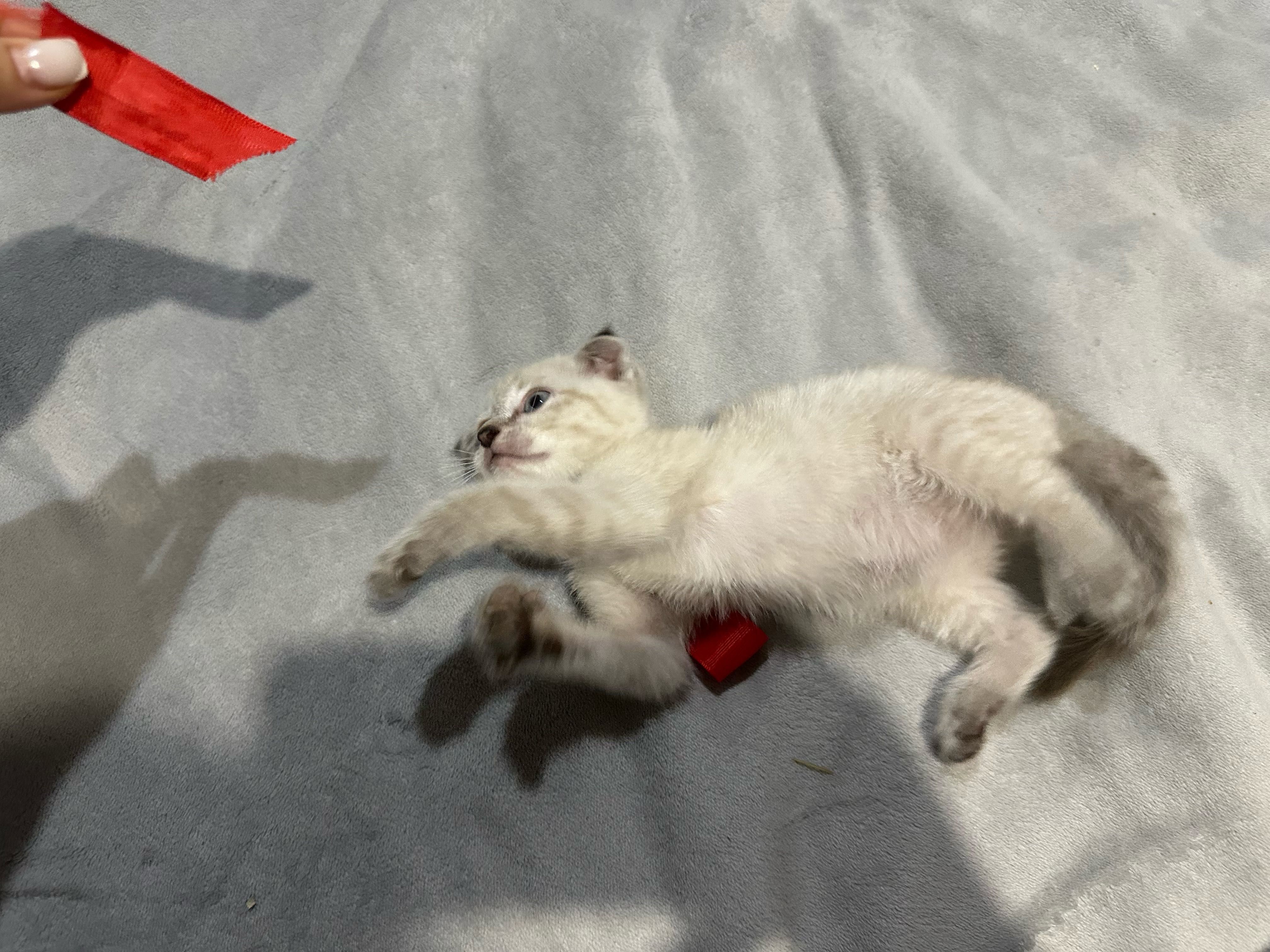 Вислоухий котенок