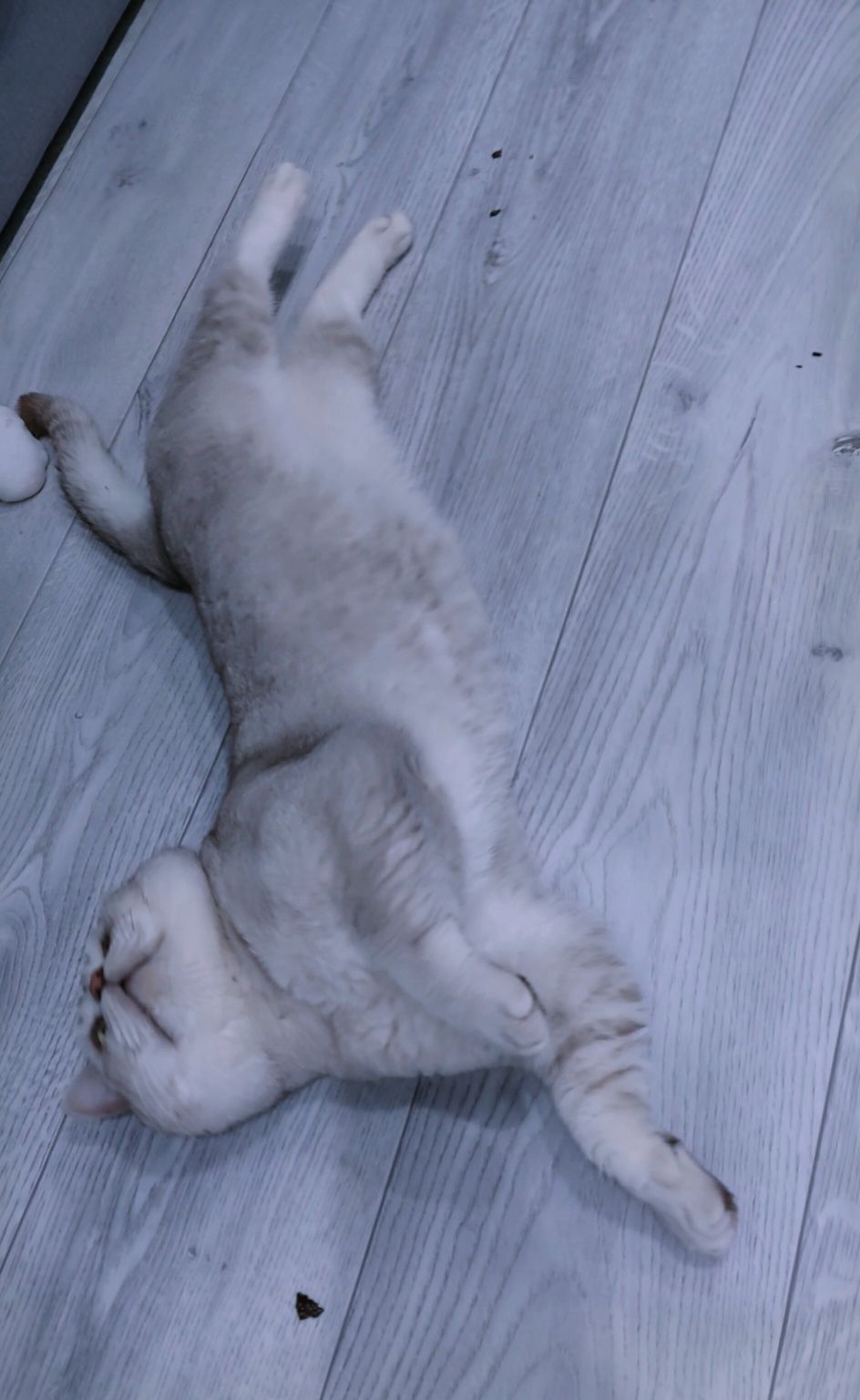 Вязка , прямоухий кот ( для прямоухих и вислоухих)