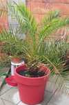 Vand plante decorative de terasa superbe
