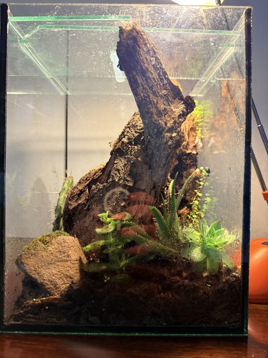 Флорариум в стъклен куб