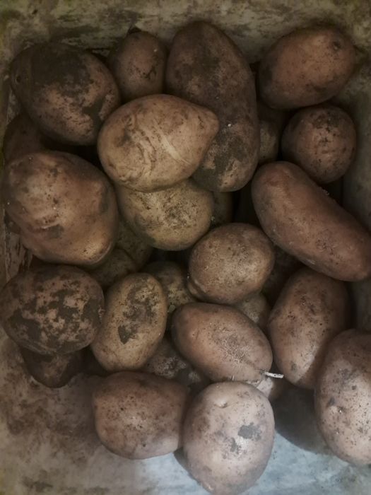 Картофель жёлтый 3000 тыс ведро 10 литров