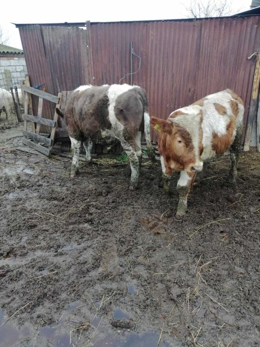 Vand taurași 9 luni