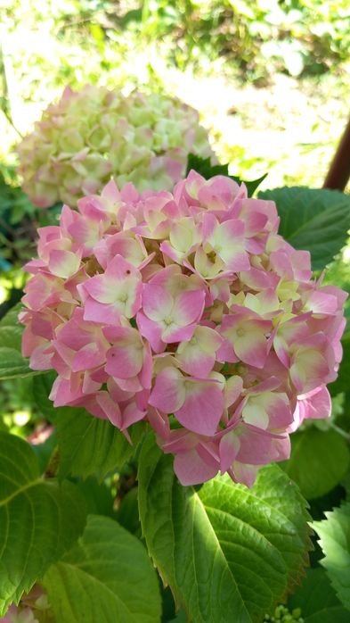Hortensie Hydrangea  macrofylla roz.
