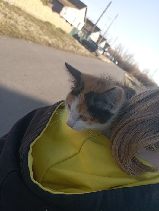 кошка котенок породистая