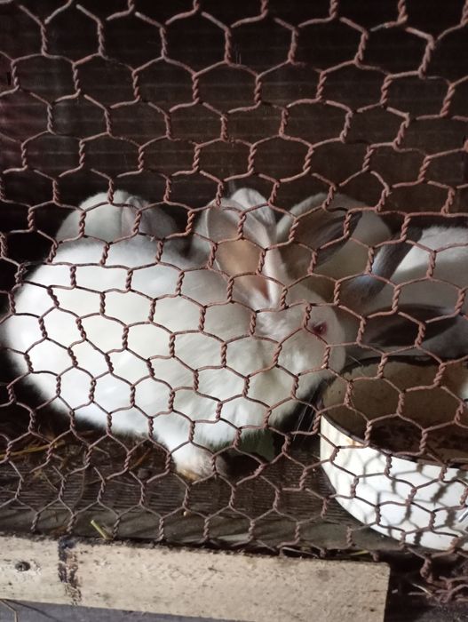 Продам кроликов .