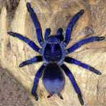 Puiuti Tarantula Albastra Iridescenta
