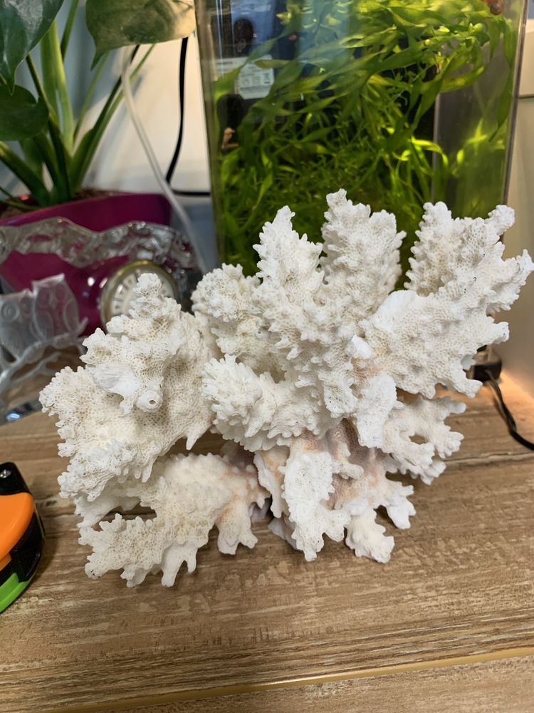 Естествен корал