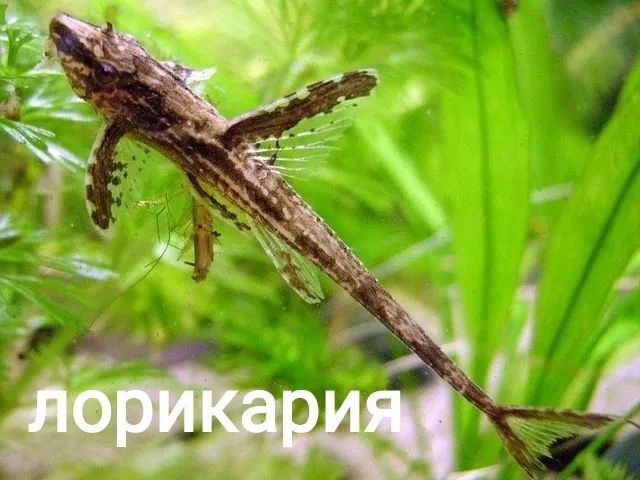 Продаются аквариумные мирные рыбки