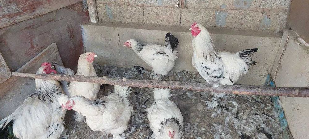 Брама светлая 4 товуқ 1 хўроз 1 ёш