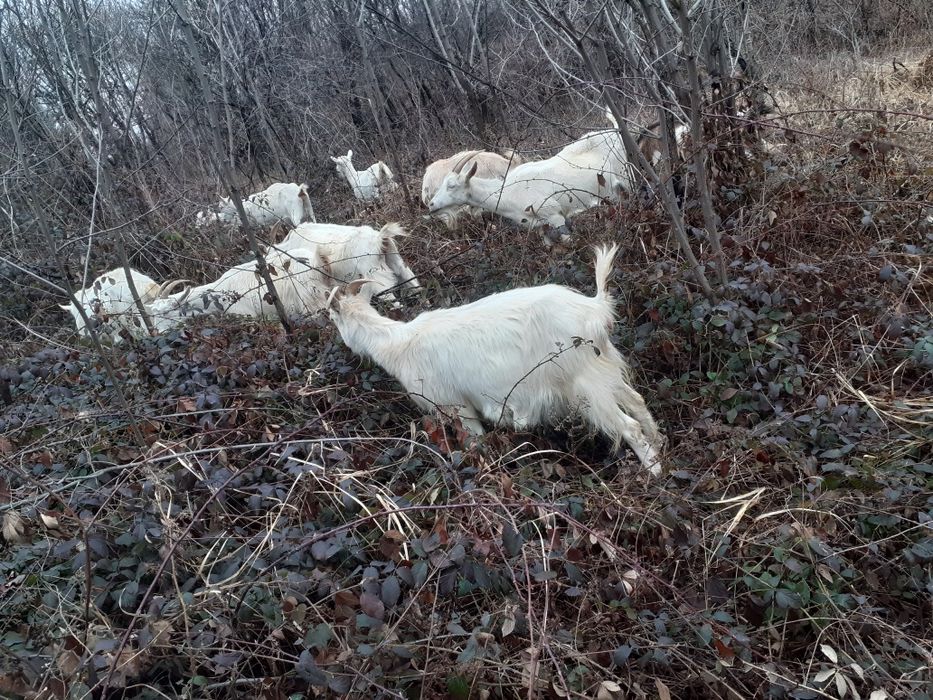 10 capre și un ţap