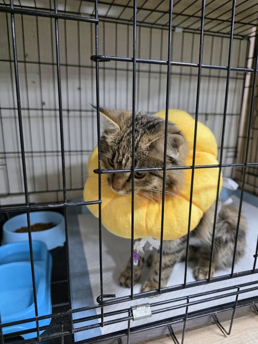 Продаю кошечку в семью .