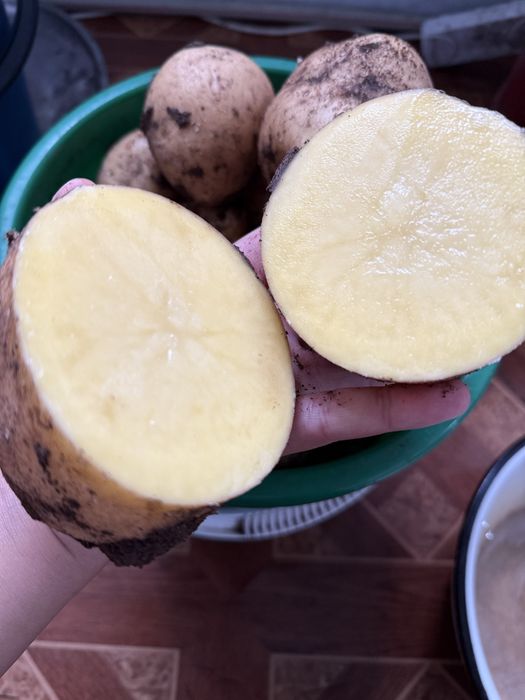 Продам домашнюю картошку