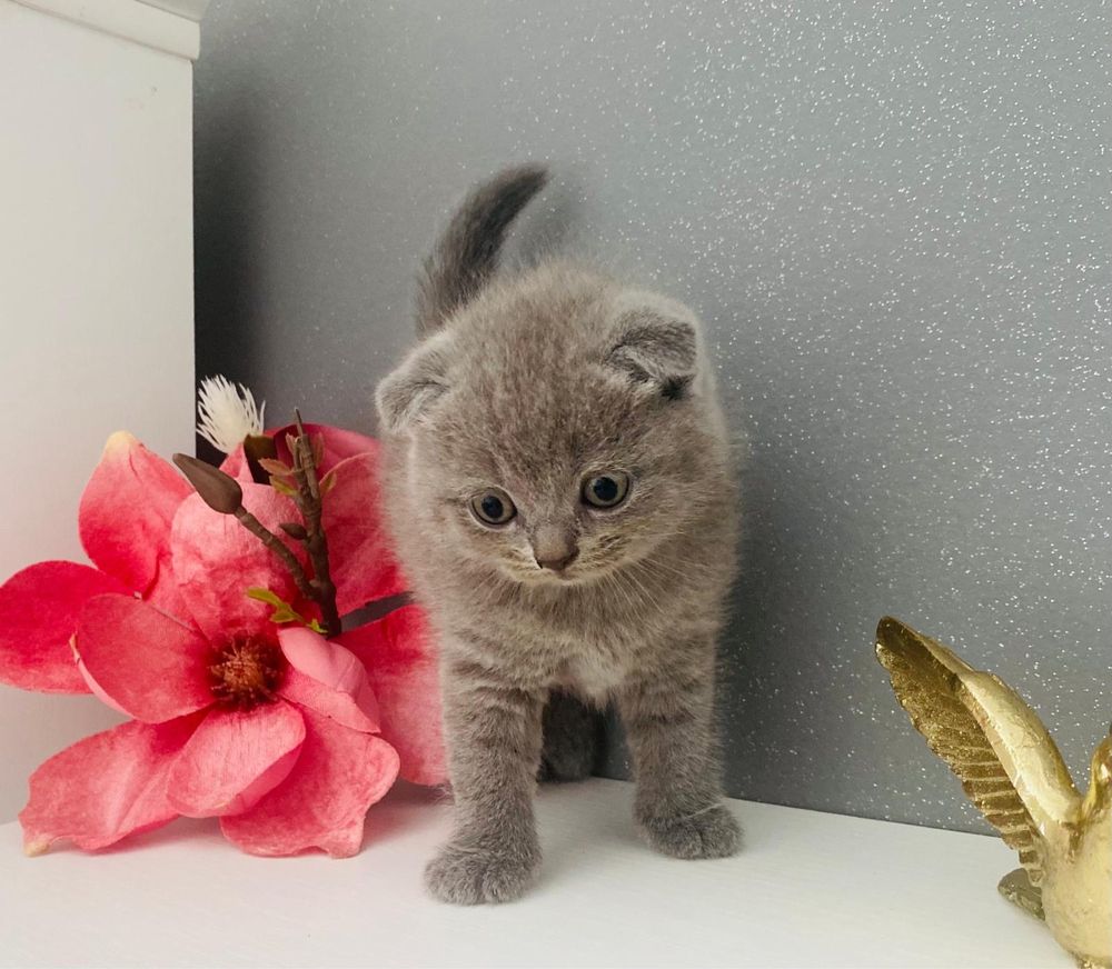 In cautare de casuta pisici Scottish fold