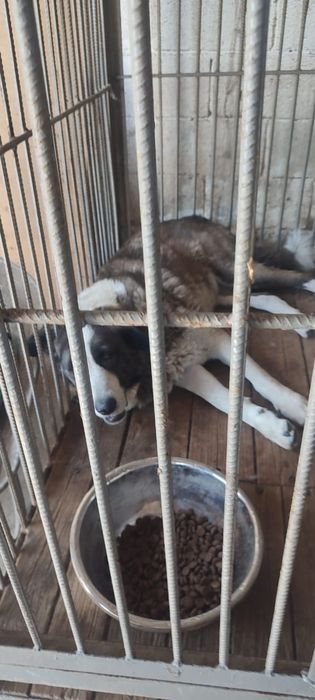 ПорОдиСтыЕ соБаЧки ждут любящих хозяев в отлове