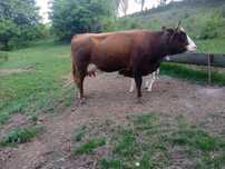Vaca de vânzare ci vițel