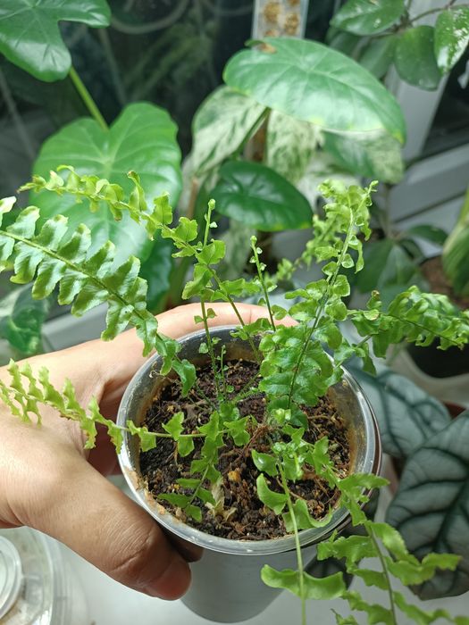 Нефролепис спасеныш