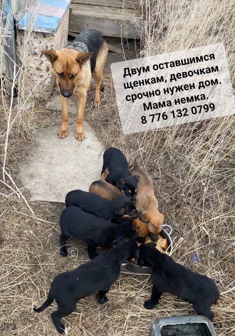 Срочно малышам нужен дом.