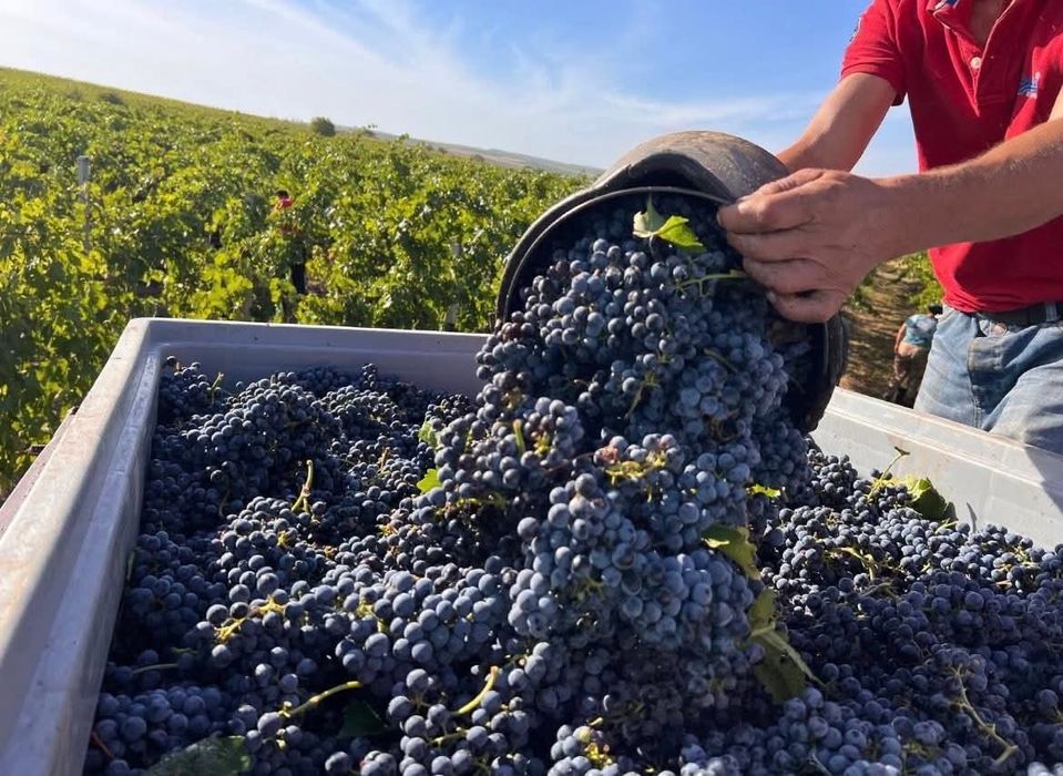 Vând struguri pentru vin
