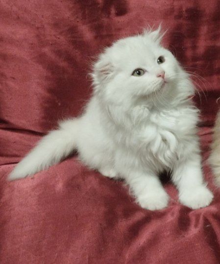 Девочка ждет семью!