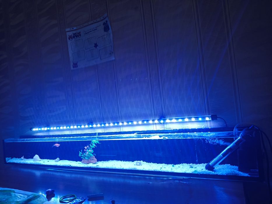 Продается аквариум +2 рыбы