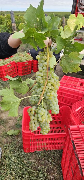 Fetească regală, Aligote, Muscatt Ottonel
