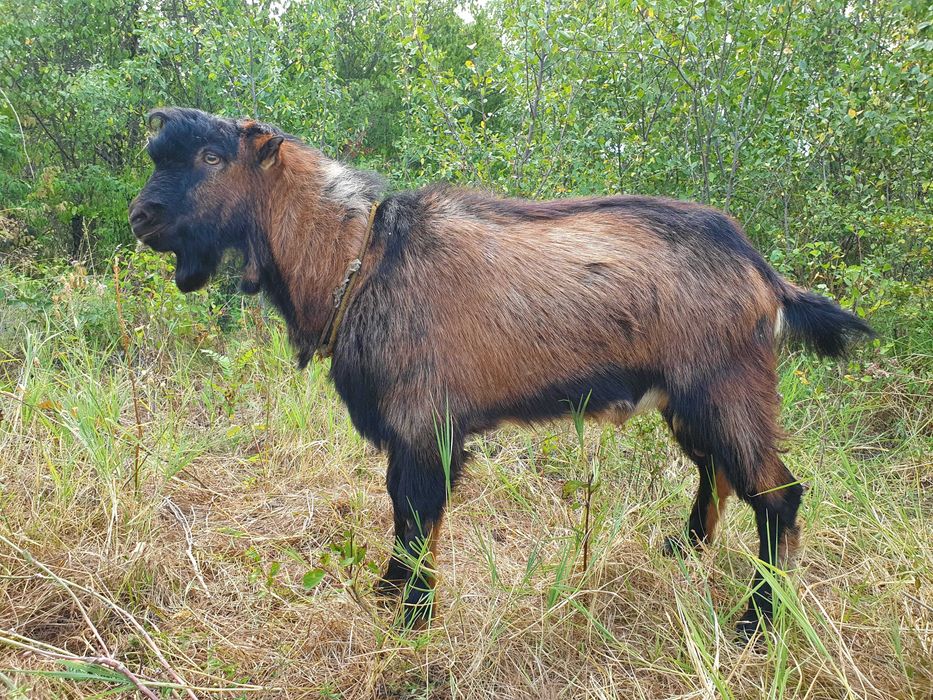 Tap Alpin Francez rasa pura