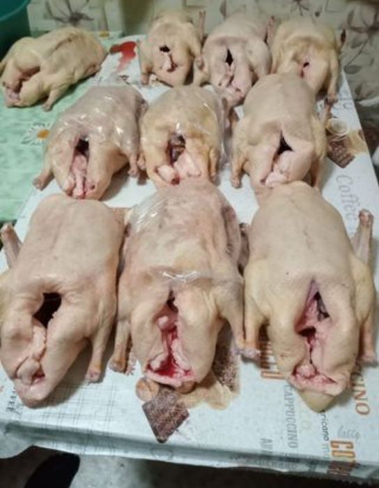 Продам мясо гусей халяль