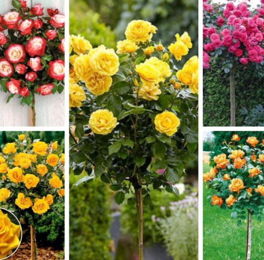 Trandafiri Pomișor la Ghiveci