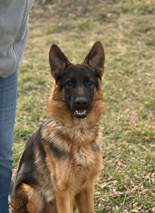 Немецкая овчарка