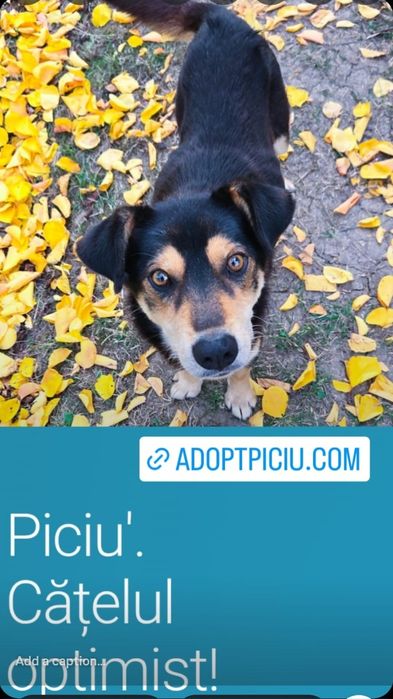 Piciu isi cauta Familia!