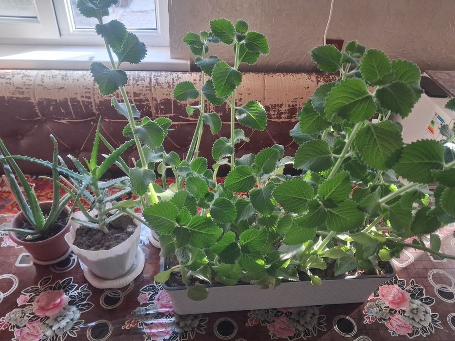 Продам алоэ, мята