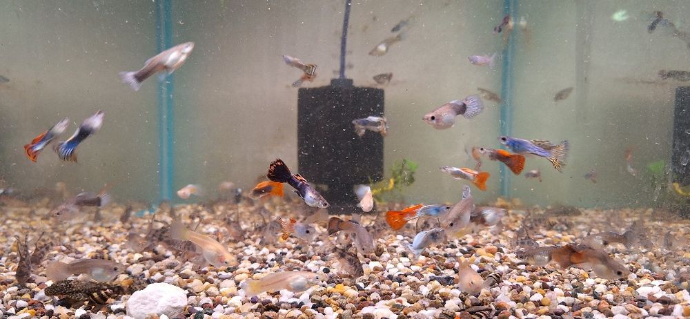 Pesti de acvariu. Scalari