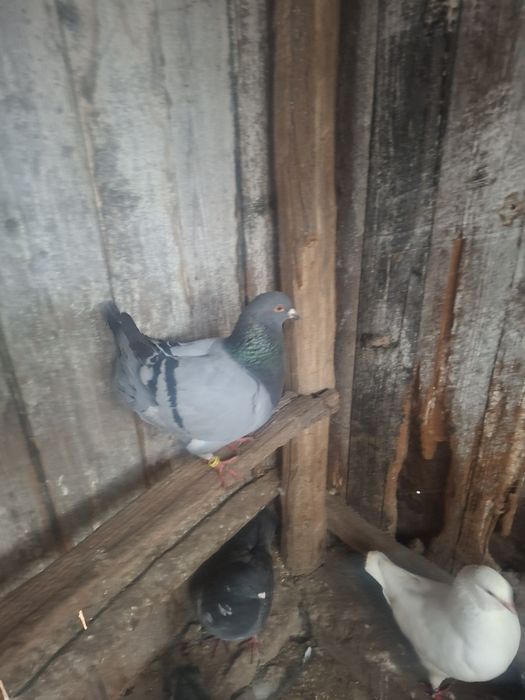 Vând porimbei rasa king