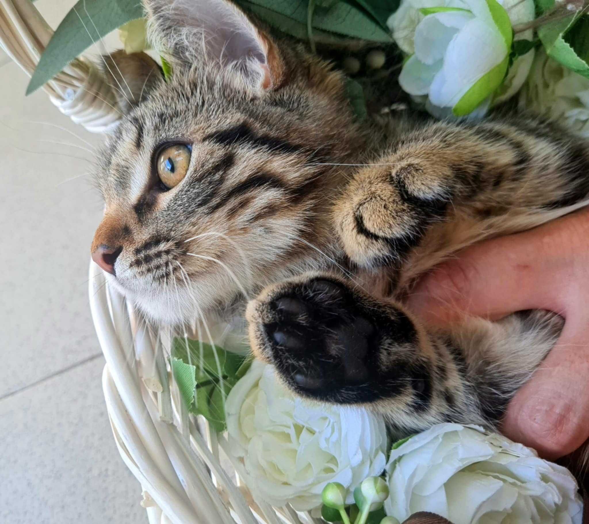 Коте си търси дом