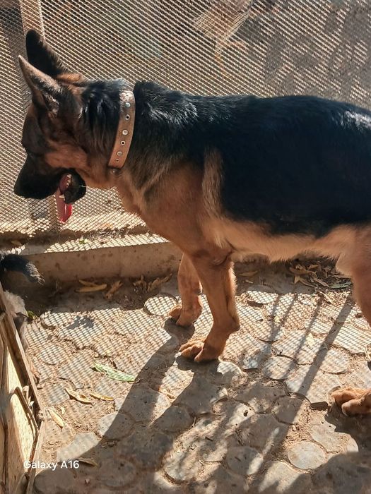 Немецкие овчарка