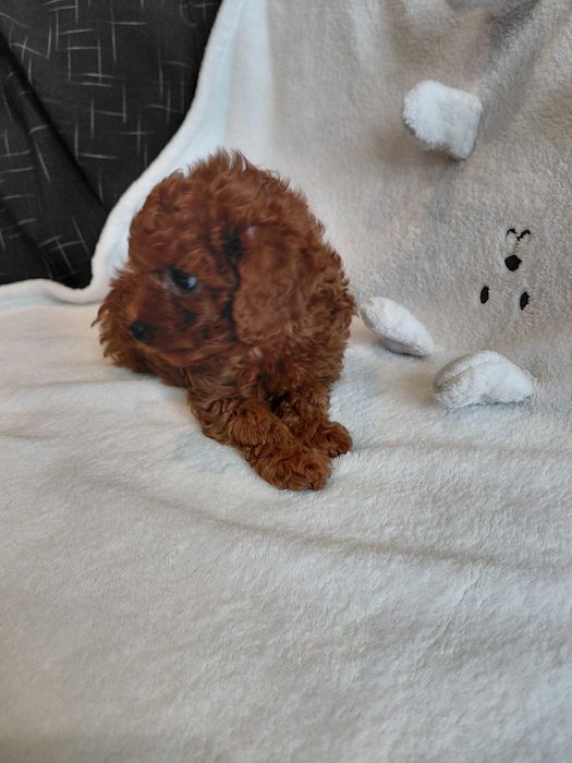 Пудел той мъжко и женско