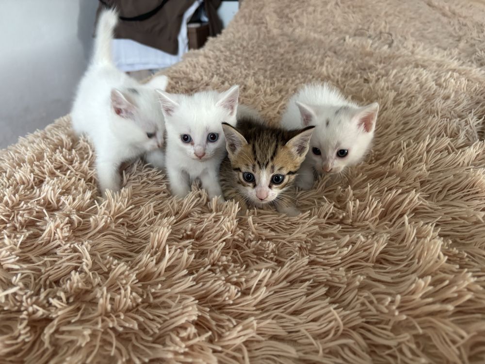 Отдаем котят бесплатно,в хорошие руки